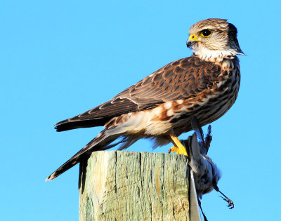 Merlin
