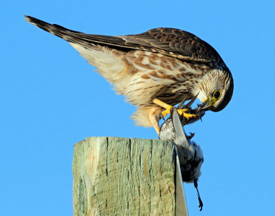 Merlin