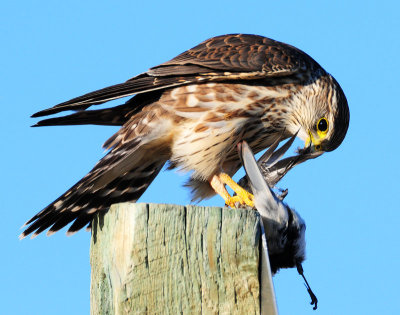 Merlin