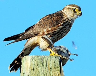 Merlin