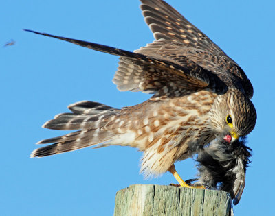 Merlin