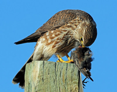 Merlin