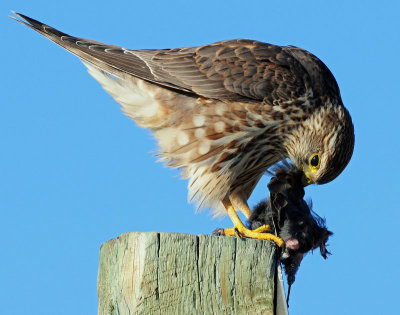 Merlin