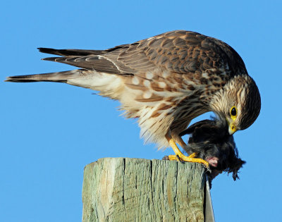 Merlin