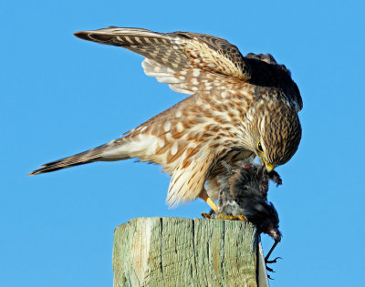 Merlin