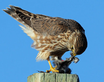 Merlin