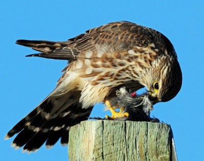 Merlin