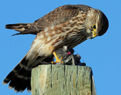 Merlin