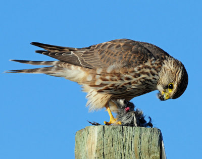 Merlin
