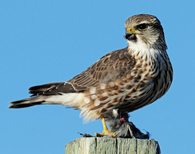 Merlin