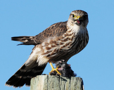 Merlin