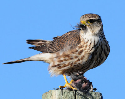Merlin