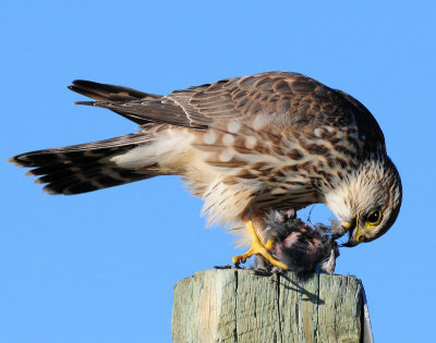 Merlin