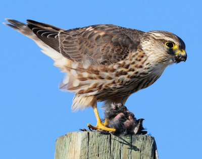 Merlin