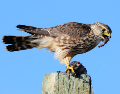 Merlin