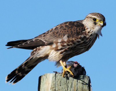 Merlin