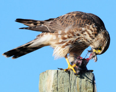 Merlin