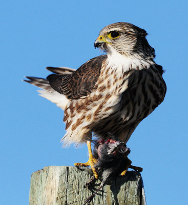 Merlin