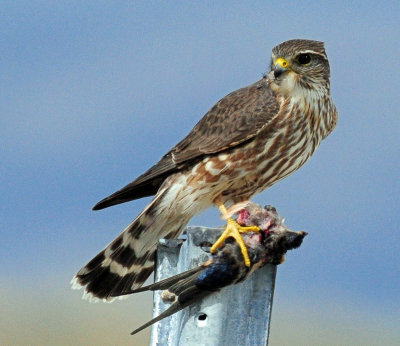 Merlin