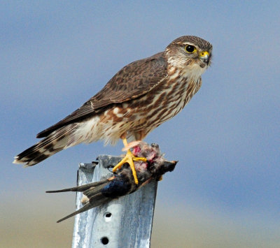 Merlin