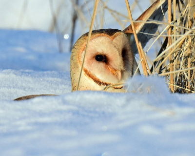 Owl, Barn