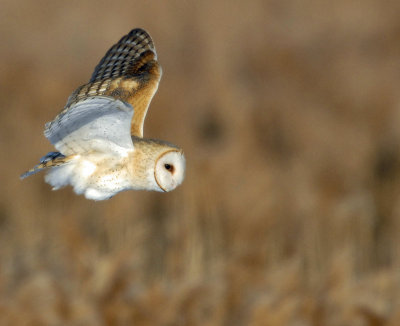 Owl, Barn