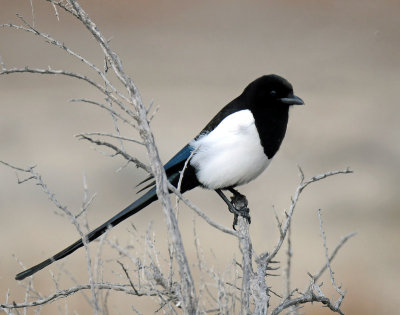 Magpie, Black-billed