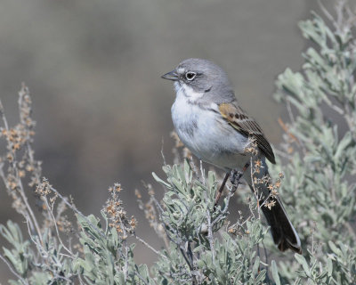 Sparrow, Sagebrush