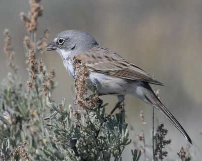 Sparrow, Sagebrush