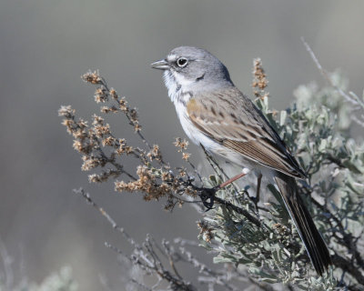 Sparrow, Sagebrush