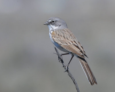 Sparrow, Sagebrush