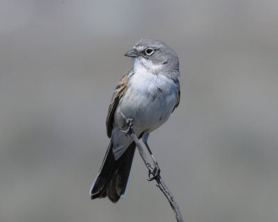 Sparrow, Sagebrush