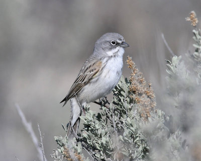 Sparrow, Sagebrush