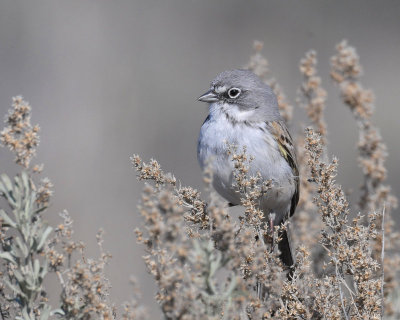 Sparrow, Sagebrush