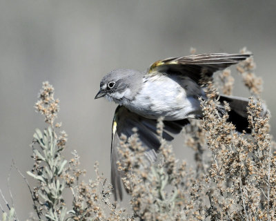 Sparrow, Sagebrush