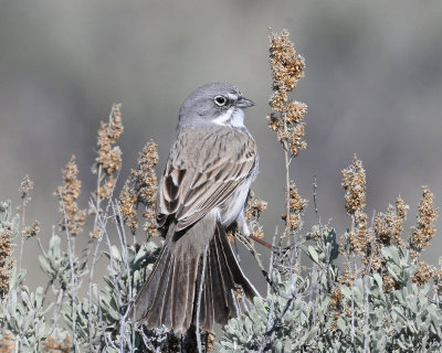 Sparrow, Sagebrush