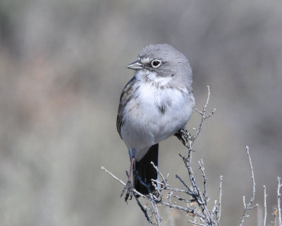 Sparrow, Sagebrush