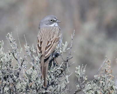 Sparrow, Sagebrush (3-19-2016)