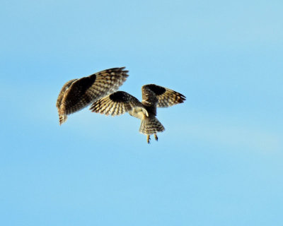 Owls, Short-eared (Dancing)