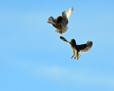 Owls, Short-eared (Dancing)