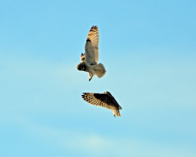 Owls, Short-eared (Dancing)