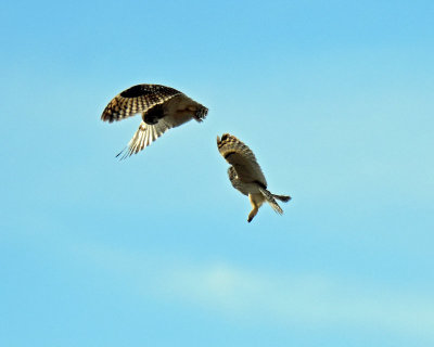 Owls, Short-eared (Dancing)