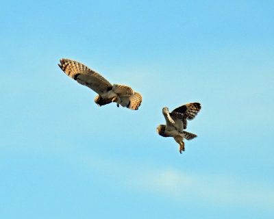 Owls, Short-eared (Dancing)