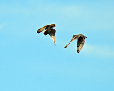 Owls, Short-eared (Dancing)