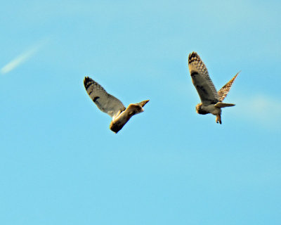 Owls, Short-eared (Dancing)