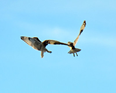 Owls, Short-eared (Dancing)