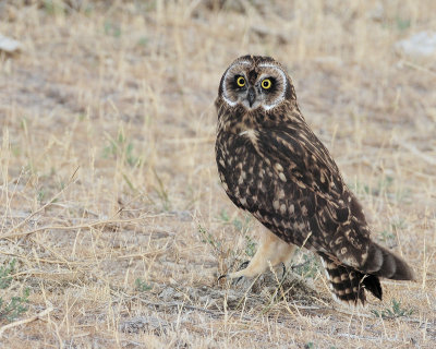 Owl, Short-eared