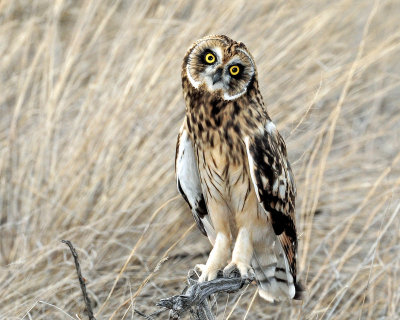 Owl, Short-eared