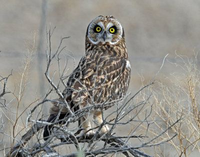 Owl, Short-eared