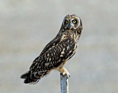 Owl, Short-eared